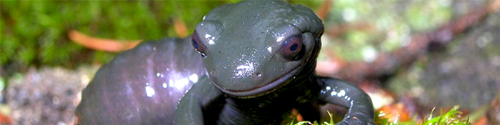 Naturschutzbiologie der Amphibien