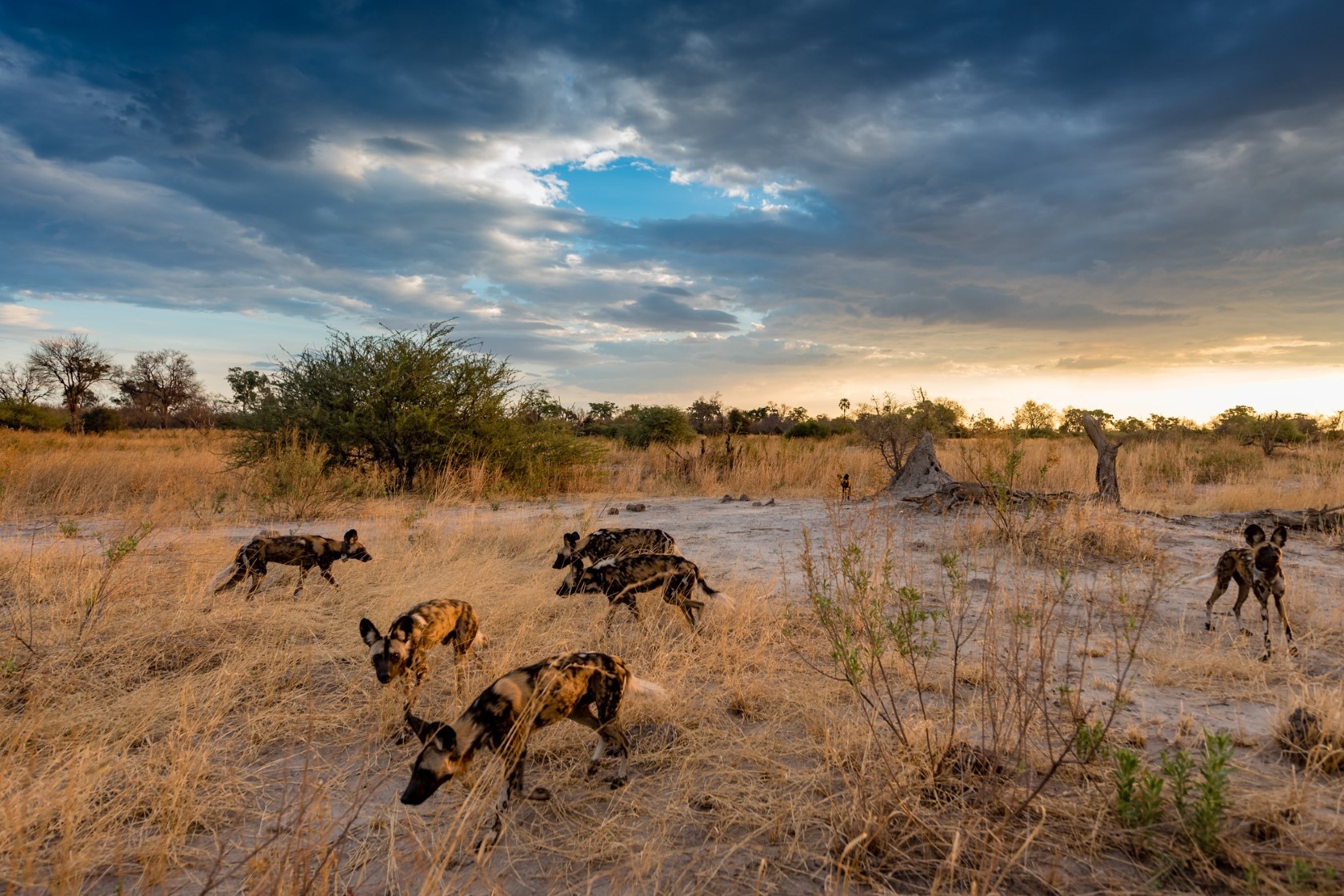 several african wild dogs