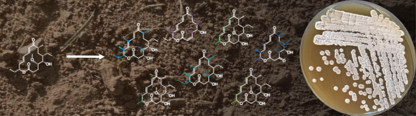 Evolution of natural product biosynthesis