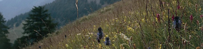 Bodenbiodiversität und das Funktionieren von Ökosystemen