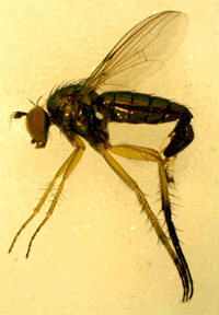 Long-legged fly