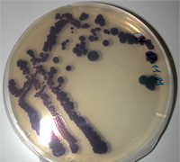 Chromobacterium