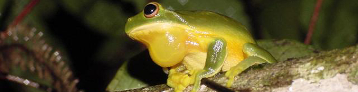 Krankheits-Ökologie von Amphibien