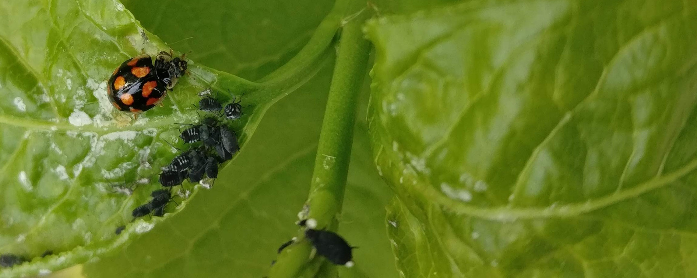 Biotic Responses to Environmental Change