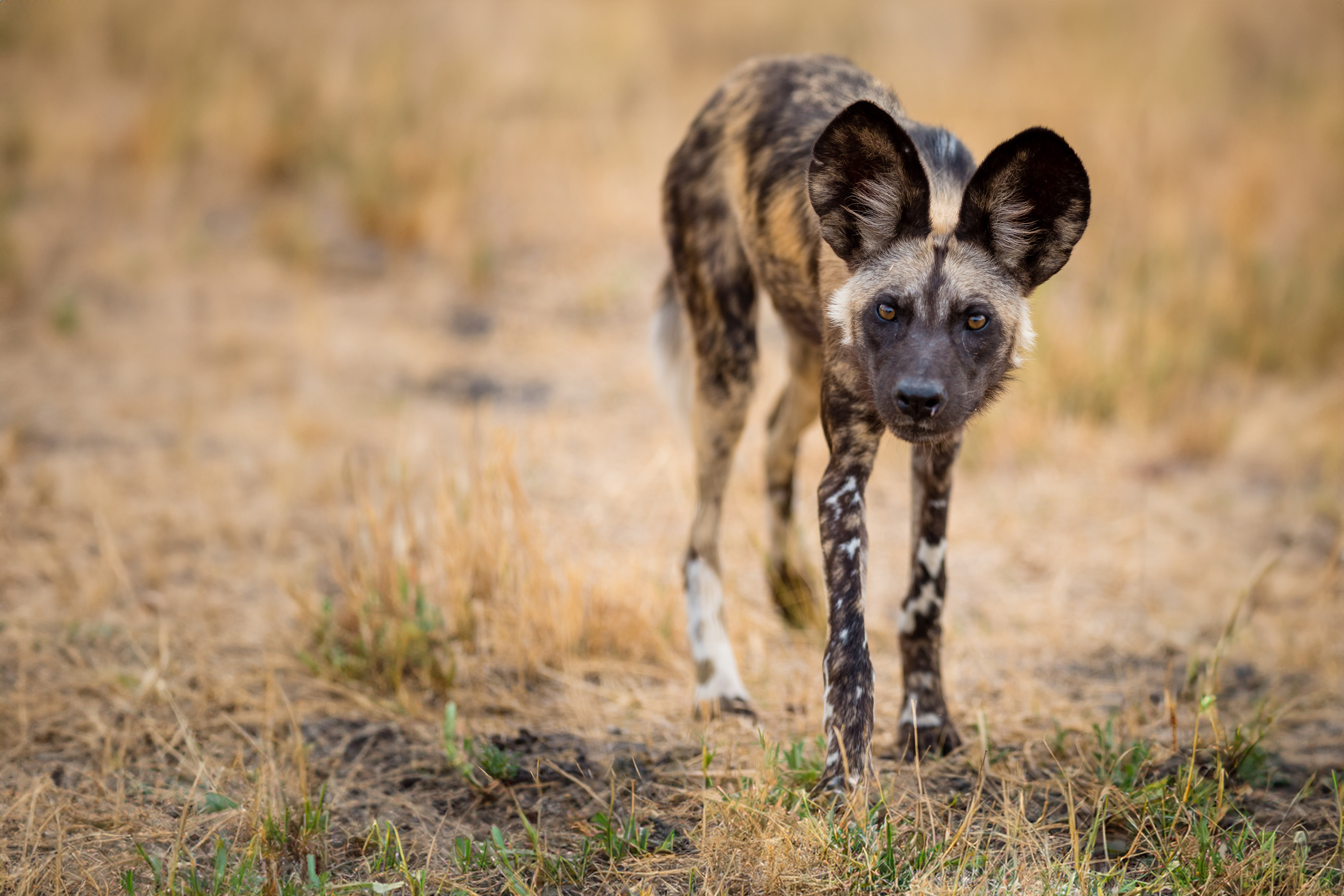 African Wild Dog