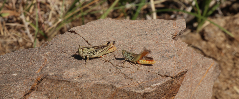 Phylogenetische Systematik der Tiere