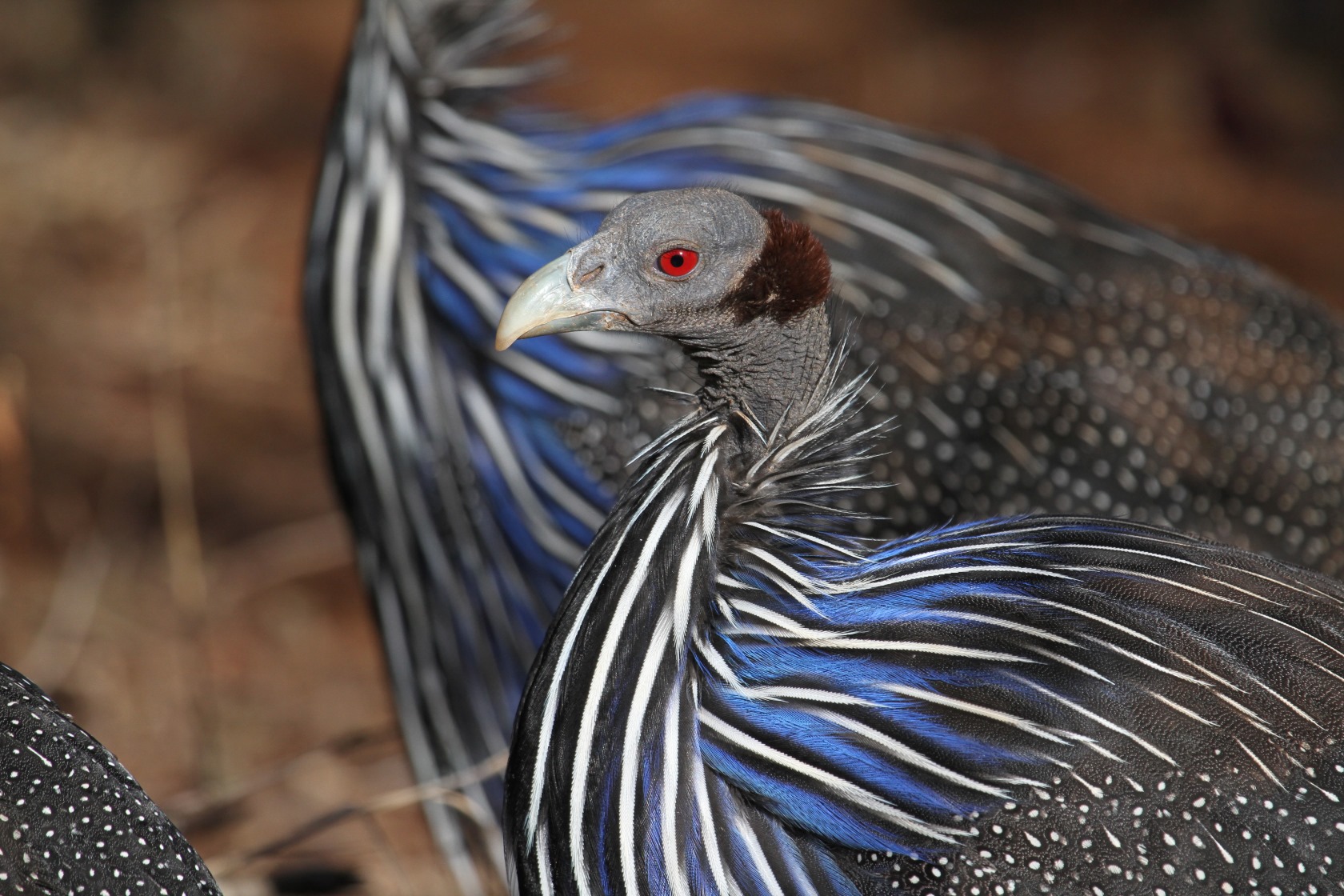 Vulturine guineafowl 