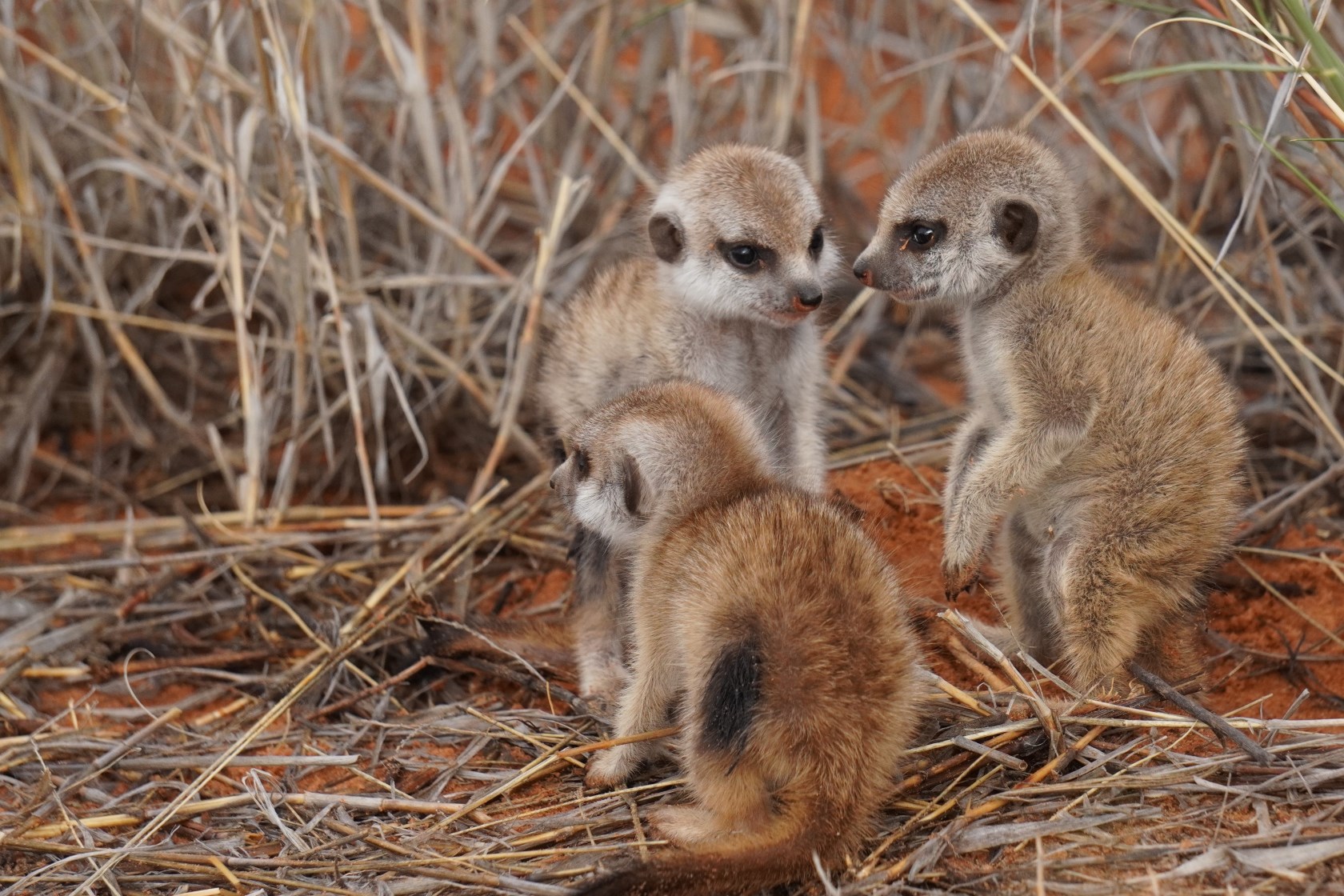 Meerkats