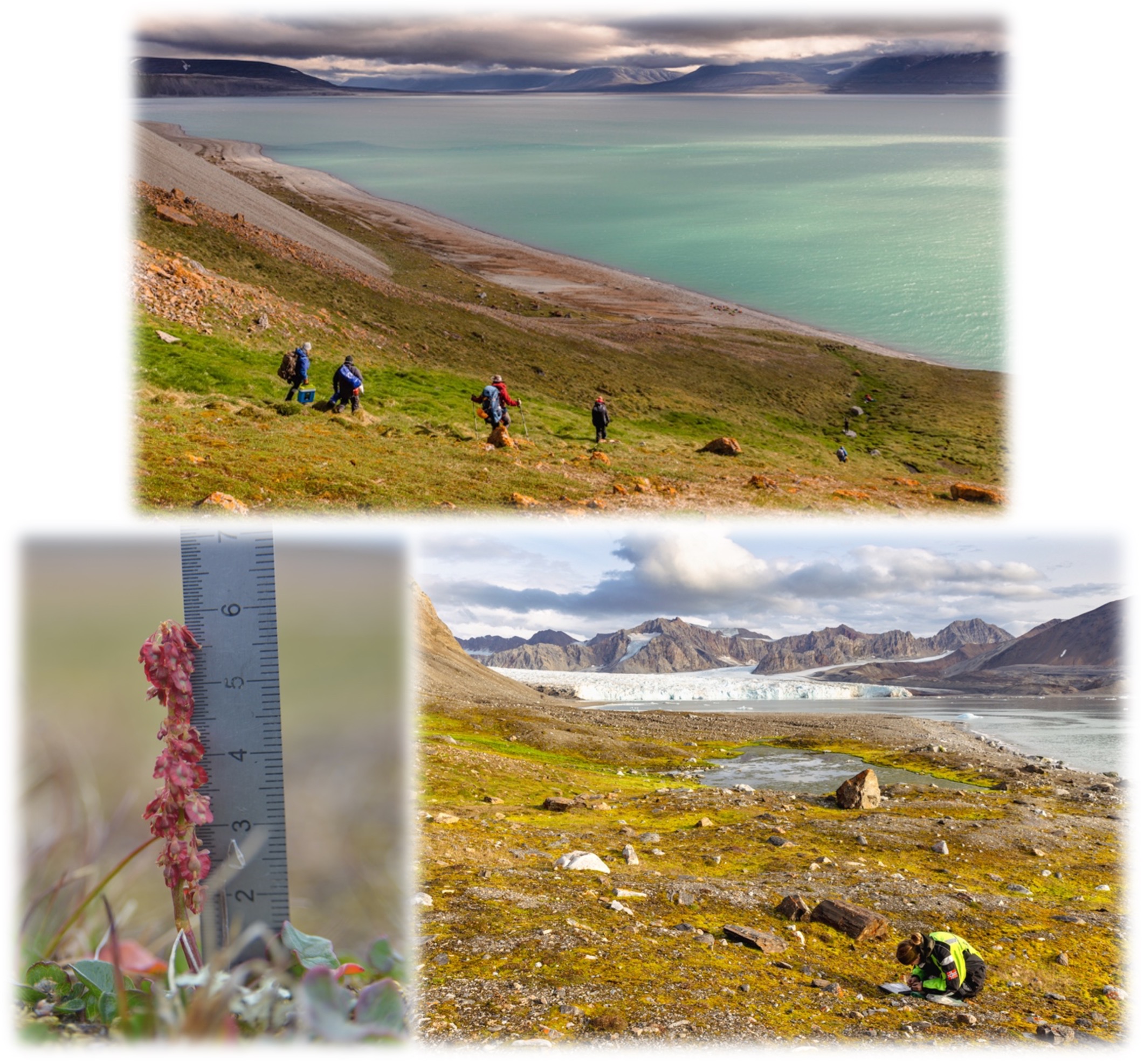 Plant surveys and trait measurements in Svalbard ©Lena Bakker & Simone Fior Spring2026